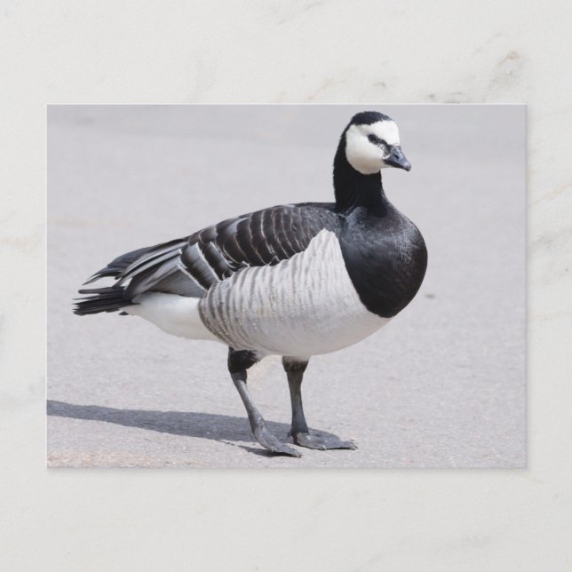 Barnacle Goose Vykort (Framsida)