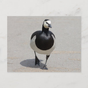 Barnacle Goose Vykort