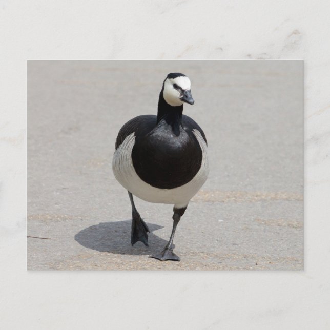 Barnacle Goose Vykort (Framsida)