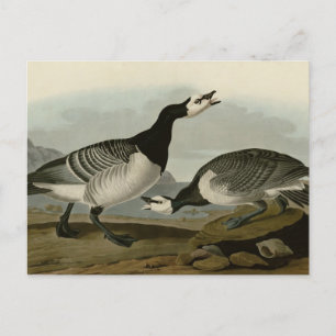 Barnacle Goose Vykort