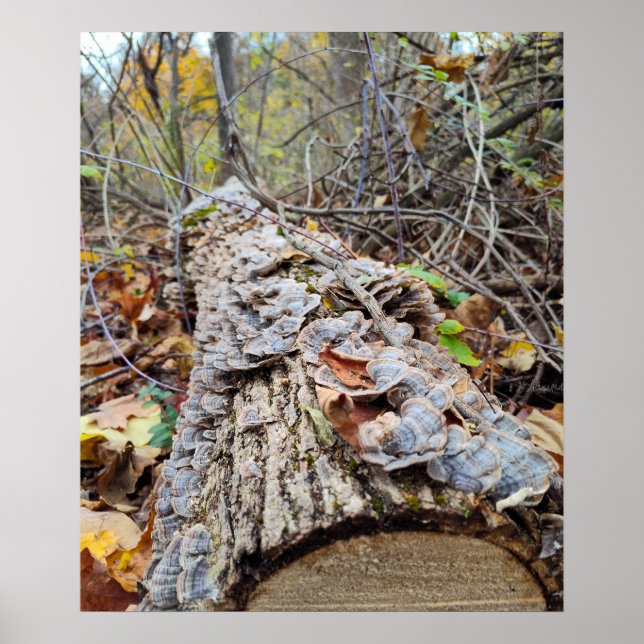 Barnacle Träd Log Poster (Framsidan)