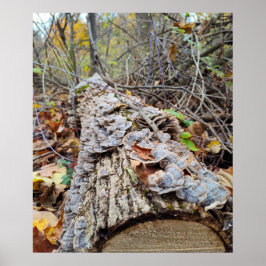 Barnacle Träd Log Poster