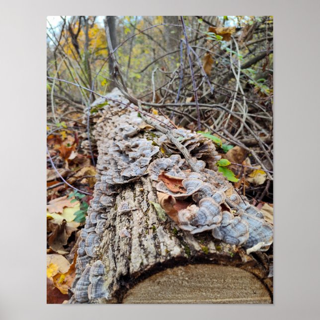 Barnacle Tree Log Poster (Framsidan)