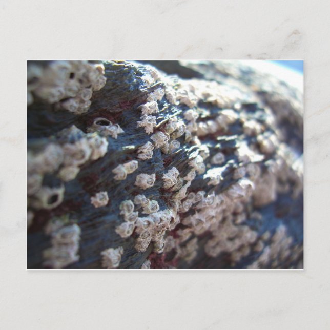 Barnacles 1 vykort (Framsida)