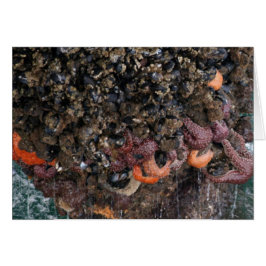 Barnacles och stjärnfisk hälsningskort