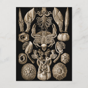 Barnacles Vykort