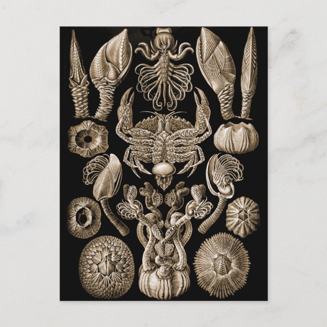 Barnacles Vykort (Framsida)