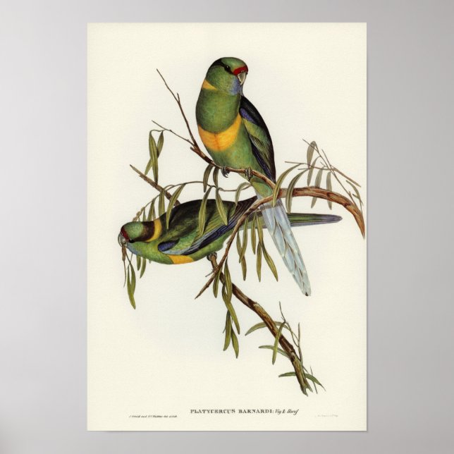 Barnards Parakeet av Elizabeth Gould Poster (Framsidan)