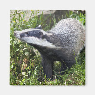 Barnbäverskinnmagnet Magnet