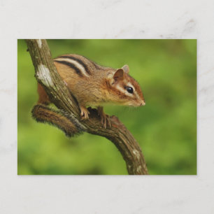 Barnchipmunk i ett träd vykort