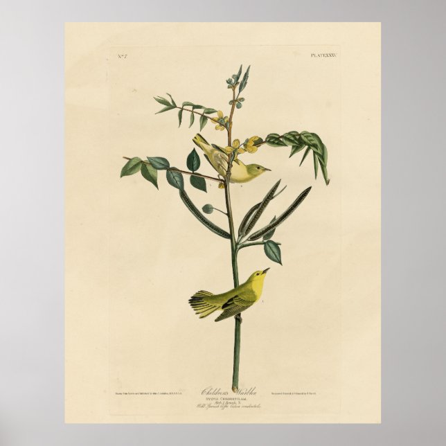 Barnens Warbler från Audubon's Birds of America Poster (Framsidan)