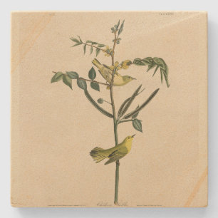 Barnens Warbler från Audubon's Birds of America Stenunderlägg