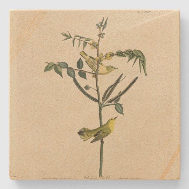 Barnens Warbler från Audubon's Birds of America Stenunderlägg (Framsidan)