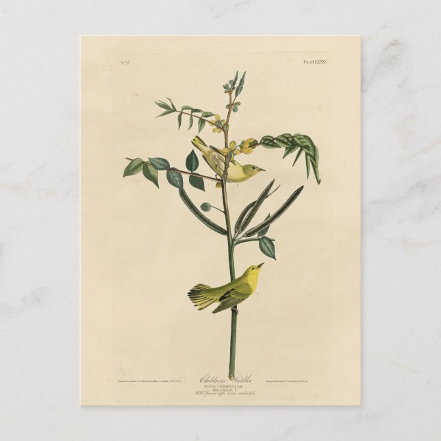 Barnens Warbler från Audubon's Birds of America Vykort (Framsida)