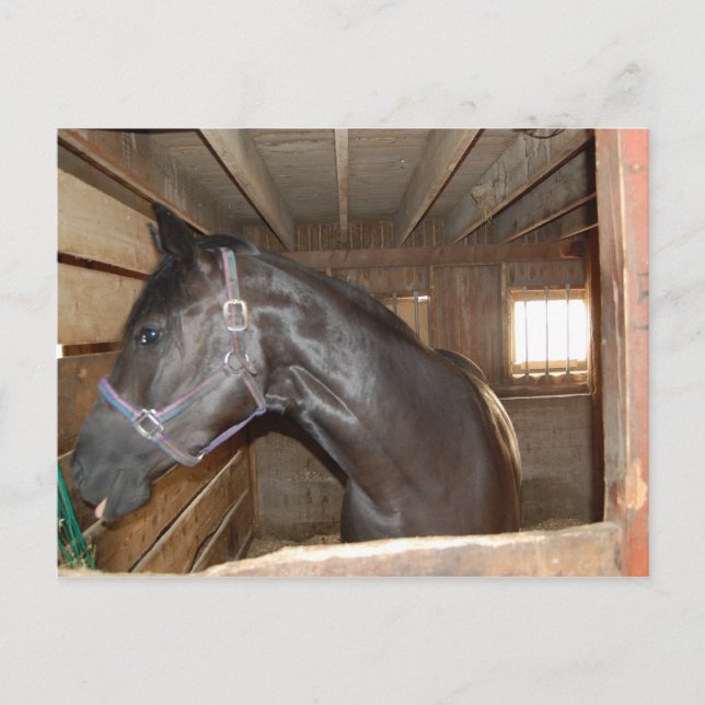 BarnHorse Roligt Vykort (Framsida)