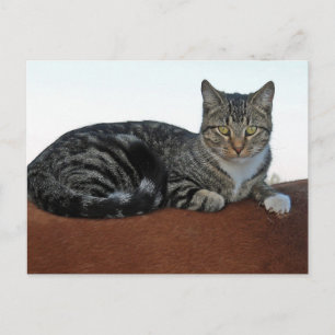 Barnkatt på Dunnit Vykort