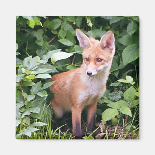 Barnräv 1 magnet