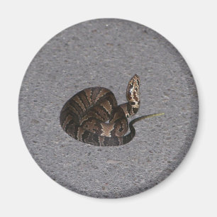 Barnslig Cottonmouthorm Magnet