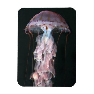 Barnslig manet, Chrysaora (Pelagia) Magnet