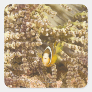 barnsliga Clarks Anemonefish (amphiprionen) Fyrkantigt Klistermärke