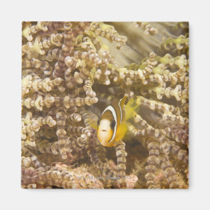 barnsliga Clarks Anemonefish (amphiprionen) Magnet