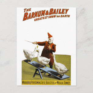 Barnum och Bailey: Performing Geese Vykort