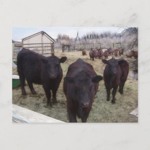 Barnyard Cattle Vykort