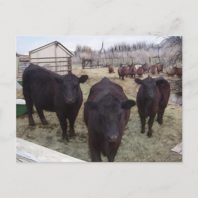 Barnyard Cattle Vykort (Framsida)