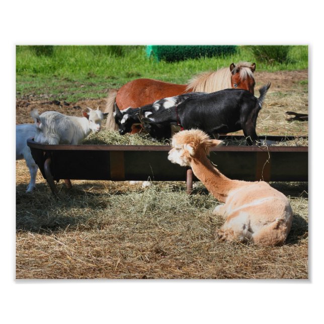 Barnyard Friends Cute 10x8 Fototryck (Framsidan)