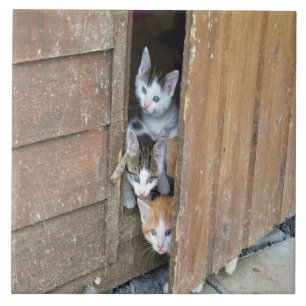 Barnyard Kittens Kakelplatta