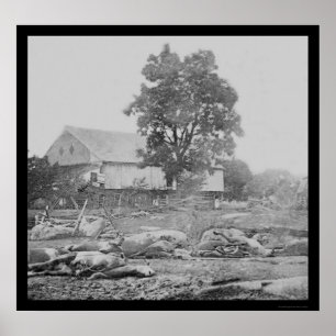 Barnyard och hästar i Gettysburg 1863 Poster