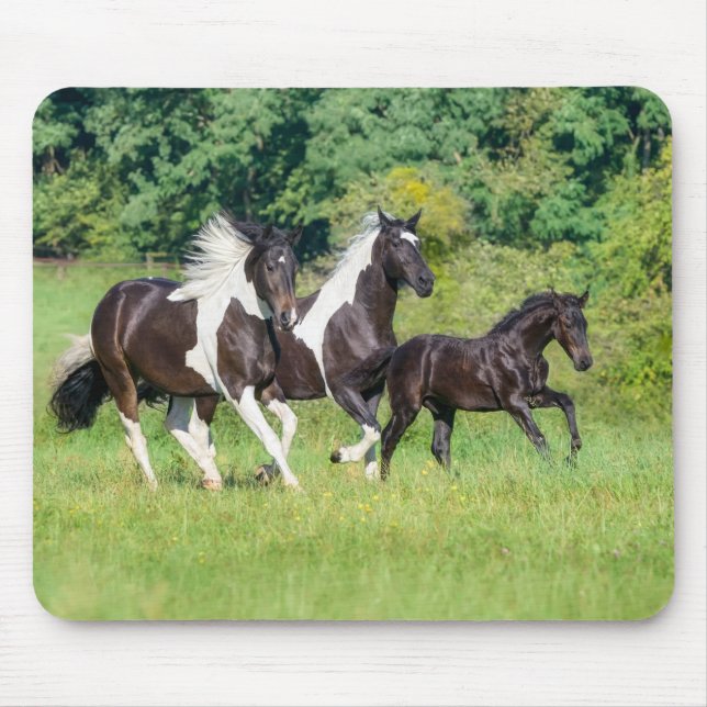 Barock Pinto Horses Herd med Cute Foal Galloping Musmatta (Framsidan)