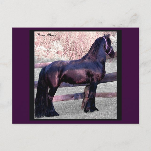Baroque Horse Postcard, Anpassade Vykort (Framsida)