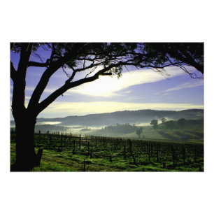 Barossa Valley landskap Fototryck