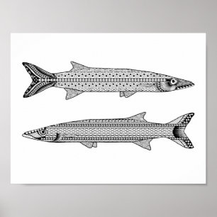 Barracuda Fish Vuxen Coloring Poster