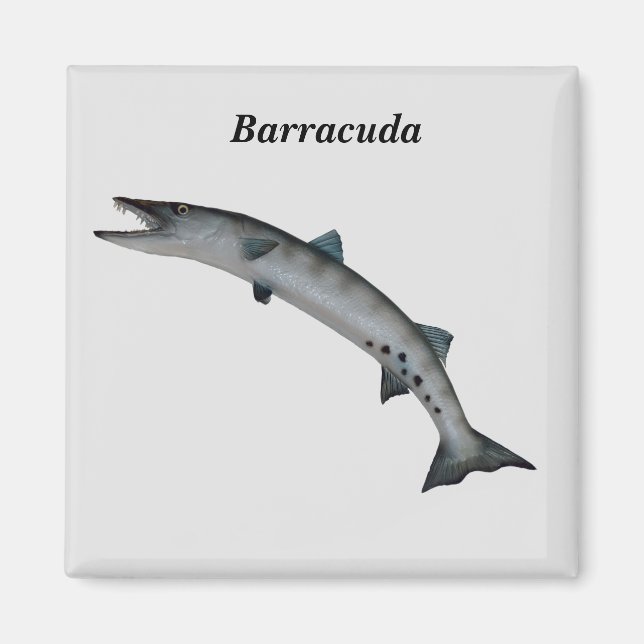 Barracuda Game Fish Magnet (Framsidan)