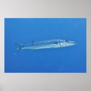 Barracuda i blått poster