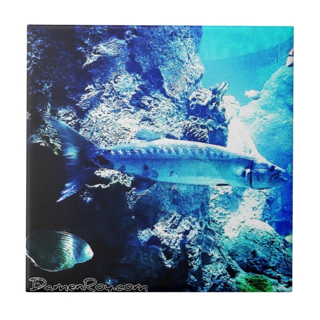 Barracuda Kakelplatta (Framsidan)