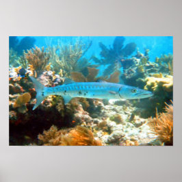 BARRACUDA POSTER