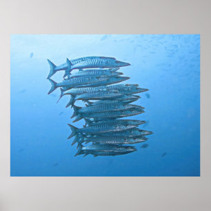 Barracuda School Poster