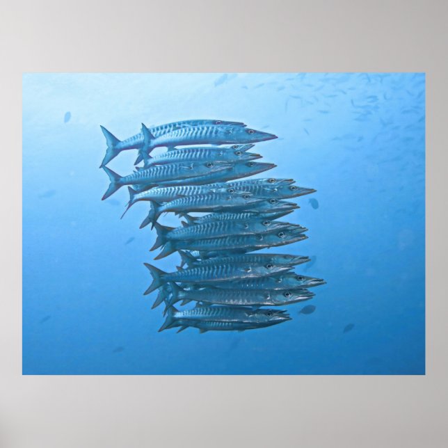 Barracuda School Poster (Framsidan)