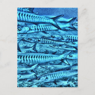 Barracuda Vykort
