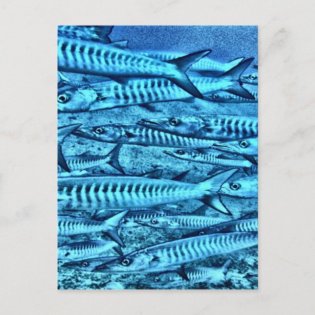 Barracuda Vykort (Framsida)