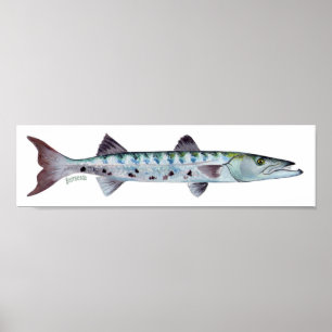 Barracudafiskaffisch Poster