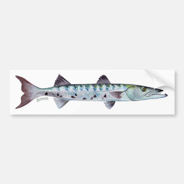 Barracudafiskbildekal Bildekal (Framsidan)