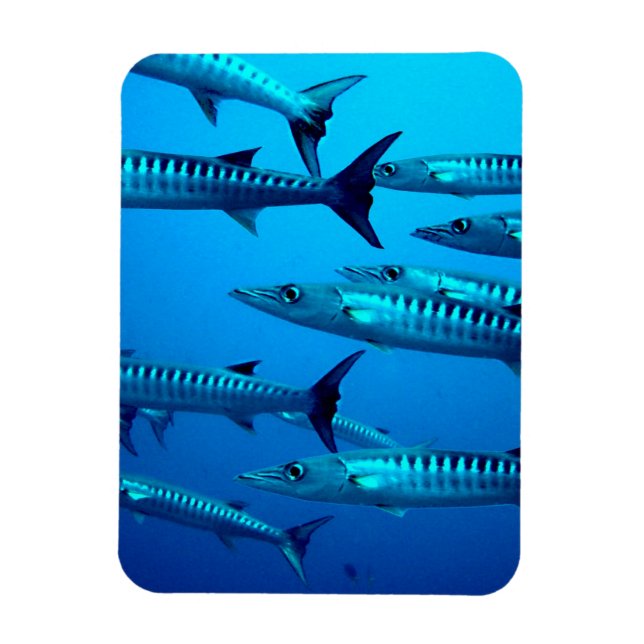 Barracudas Magnet (Vertikal)