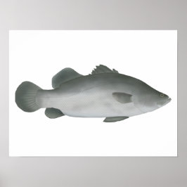 Barramundi Poster