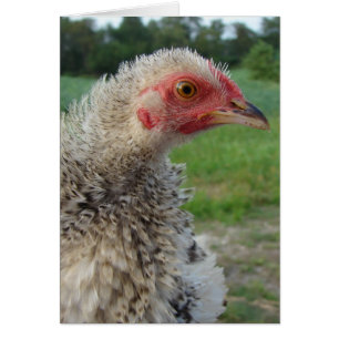 Barred Frizzle Chicken Hälsningskort