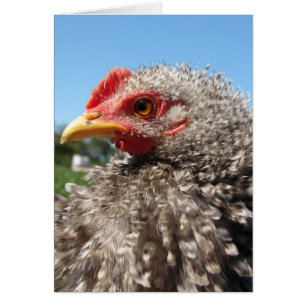 Barred Frizzle Cockeral Hälsningskort
