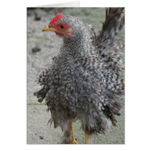 Barred Frizzle Hälsningskort